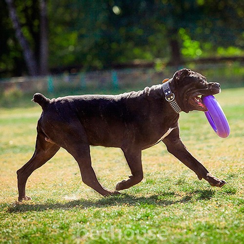 Puller Maxi - Тренувальний снаряд для великих порід собак, фото 5
