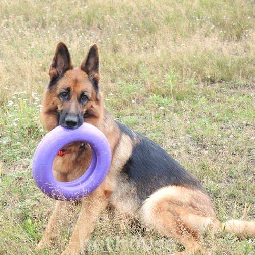 Puller Maxi - Тренувальний снаряд для великих порід собак, фото 7