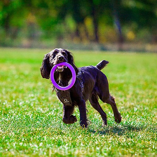Puller Midi - Тренувальний снаряд для середніх порід собак, фото 3