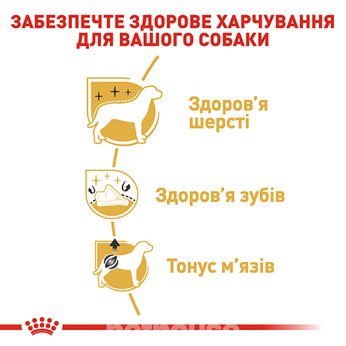 Royal Canin Poodle Adult