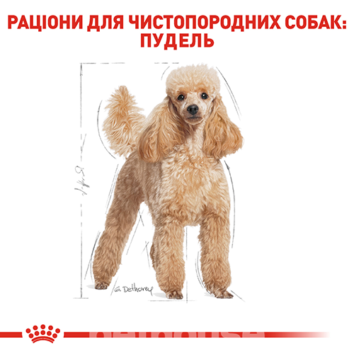 Royal Canin Poodle Adult