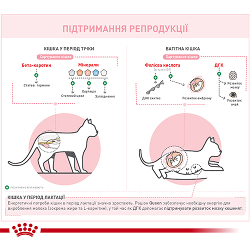 Royal Canin Queen 34
