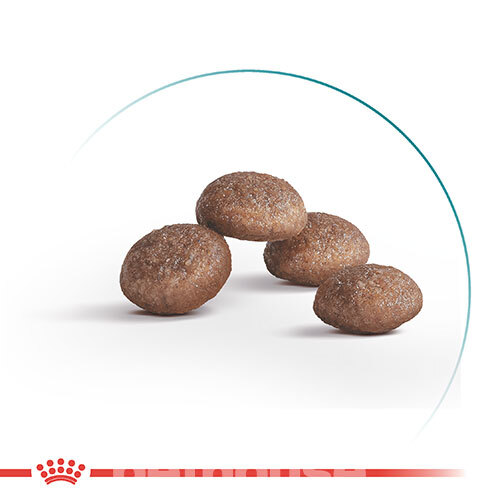 Royal Canin Ageing Sterilised 11+ Royal Canin Ageing Sterilised 11+