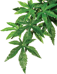 Exo Terra "Abutilon Silk" Рослина для тераріуму