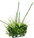 Hagen Fluval Chi Boxwood & Tall Grass Ornament