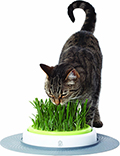 Hagen Catit Senses Набор для выращивания травы для кошек