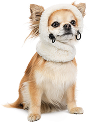 Pet Fashion Шапка "Teddy" для собак