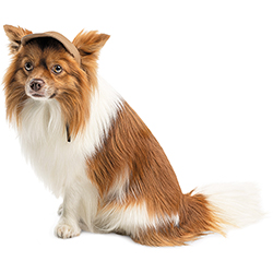 Pet Fashion Кепка "Phil" для собак
