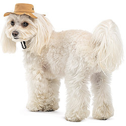 Pet Fashion Панама "Ava" для собак