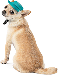 Pet Fashion Панама "Rob" для собак