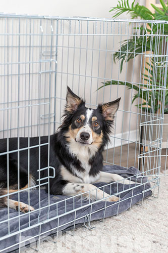 Trixie Home Kennel M-L Клетка для собак, фото 4