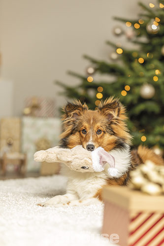 Trixie Xmas Игрушка "Имбирное печенье" с пищалкой для собак Trixie Xmas Игрушка "Имбирное печенье" с пищалкой для собак