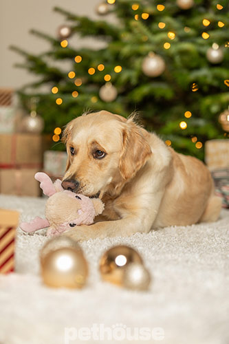 Trixie Xmas Іграшка "Північний олень" з пискавкою для собак
