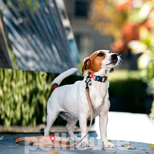 WauDog Re-cotton Нашийник із відновленої бавовни з QR-паспортом, коричневий