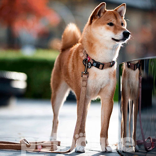 WauDog Re-cotton Нашийник із відновленої бавовни з QR-паспортом, коричневий