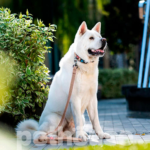 WauDog Re-cotton Нашийник із відновленої бавовни з QR-паспортом, коричневий