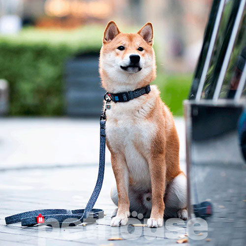 WauDog Re-cotton Нашийник із відновленої бавовни з QR-паспортом, сірий