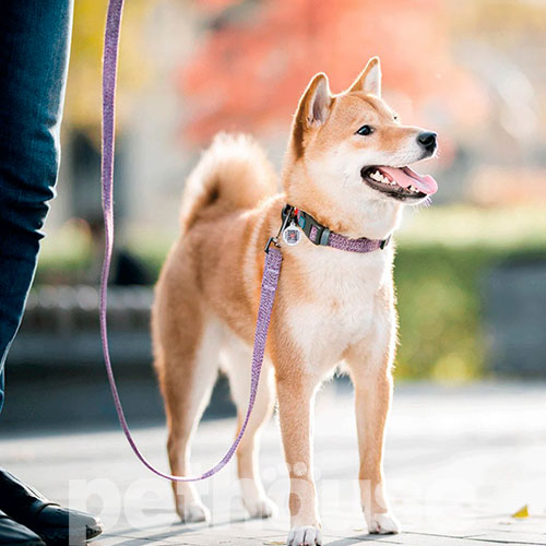 WauDog Re-cotton Повідець із відновленої бавовни для собак, фіолетовий