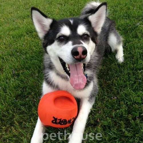 Zeus Bomber Ball - мяч с ручками для собак, фото 4