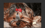 https://pethouse.ua/assets/images/testimonials/1400656220958803069.png
