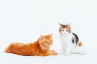 https://pethouse.ua/assets/images/testimonials/14043625751331969895.jpg