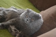 https://pethouse.ua/assets/images/testimonials/14052819401638649309.JPG