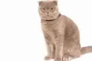 https://pethouse.ua/assets/images/testimonials/142749036428750537.JPG