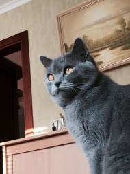 https://pethouse.ua/assets/images/testimonials/1439214006205936458.jpg