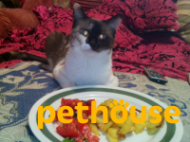 https://pethouse.ua/assets/images/testimonials/15415784091176004584.jpg