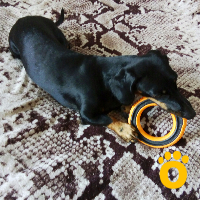 https://pethouse.ua/assets/images/testimonials/1619171850_.jpeg