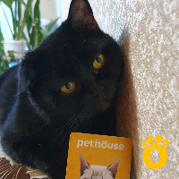 https://pethouse.ua/assets/images/testimonials/1627564164_.jpeg
