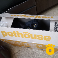 https://pethouse.ua/assets/images/testimonials/1727076429_.jpeg