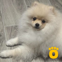 https://pethouse.ua/assets/images/testimonials/1740479908_.jpeg
