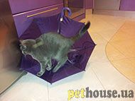 https://pethouse.ua/assets/images/testimonials/20130714_202000.jpg