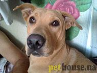 https://pethouse.ua/assets/images/testimonials/3434hkj3h4l234j.jpg