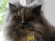 https://pethouse.ua/assets/images/testimonials/43jh6kl56232.jpg