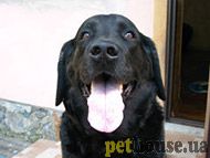 https://pethouse.ua/assets/images/testimonials/57829075902sdafsd.jpg