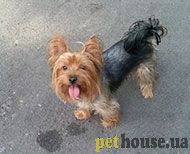 https://pethouse.ua/assets/images/testimonials/5s4d6as74dasd.jpg