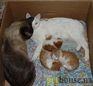 https://pethouse.ua/assets/images/testimonials/67054807349bjhfjkl.jpg