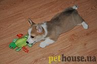 https://pethouse.ua/assets/images/testimonials/678989sgf89g.jpg