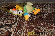 https://pethouse.ua/assets/images/testimonials/67daf8asf9f6asddf.jpg