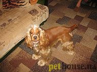 https://pethouse.ua/assets/images/testimonials/780af708as780fa.jpg