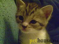 https://pethouse.ua/assets/images/testimonials/7897dfadfasfa4234.jpg