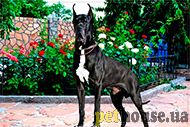https://pethouse.ua/assets/images/testimonials/890df890sdf890.jpg