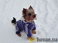 https://pethouse.ua/assets/images/testimonials/89sdf890sdf890.jpg