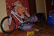 https://pethouse.ua/assets/images/testimonials/F_1wKaYW9h0.jpg