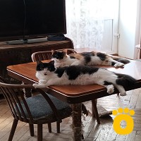https://pethouse.ua/assets/images/testimonials/IMG20250625175539_1752644902.jpg