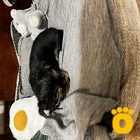 https://pethouse.ua/assets/images/testimonials/IMG_0539_1785610529.jpg