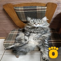 https://pethouse.ua/assets/images/testimonials/IMG_20240207_145245_1755608225.jpg