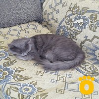 https://pethouse.ua/assets/images/testimonials/IMG_20250926_114115_1761369668.jpg